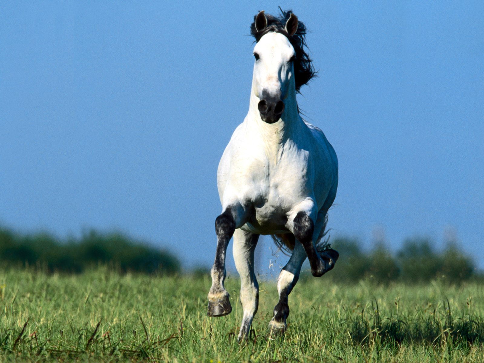 Running White Horse Picture Photos And HD Wallpapers