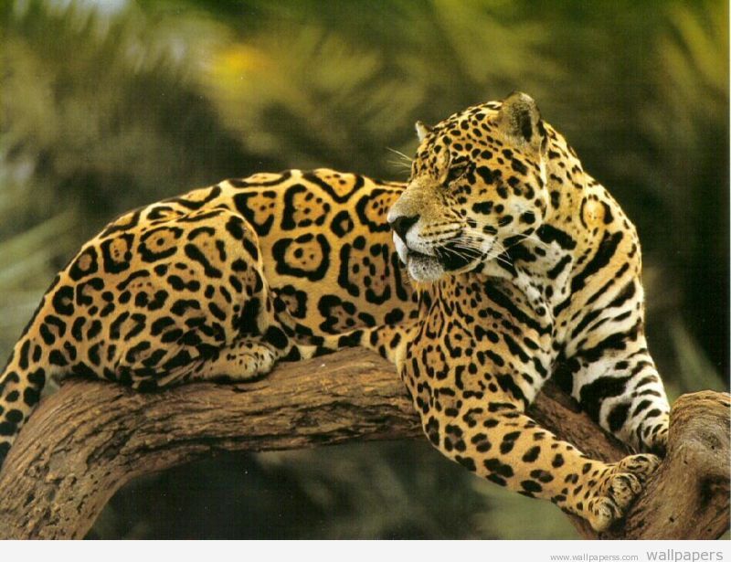 Related Posts Animal Pictures Jaguar At Tree HD Wallpaper