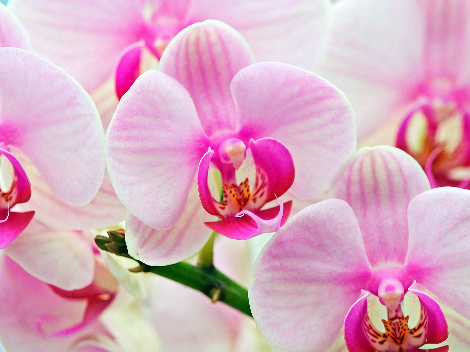 Pink Orchid Flowers Photo Picture Wallpaper Fanpop Fanclubs