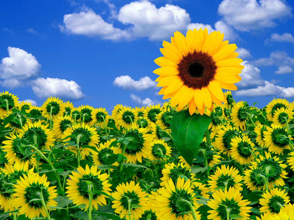 Now We Are Going To Sunflowers Photo Picture Wallpaper
