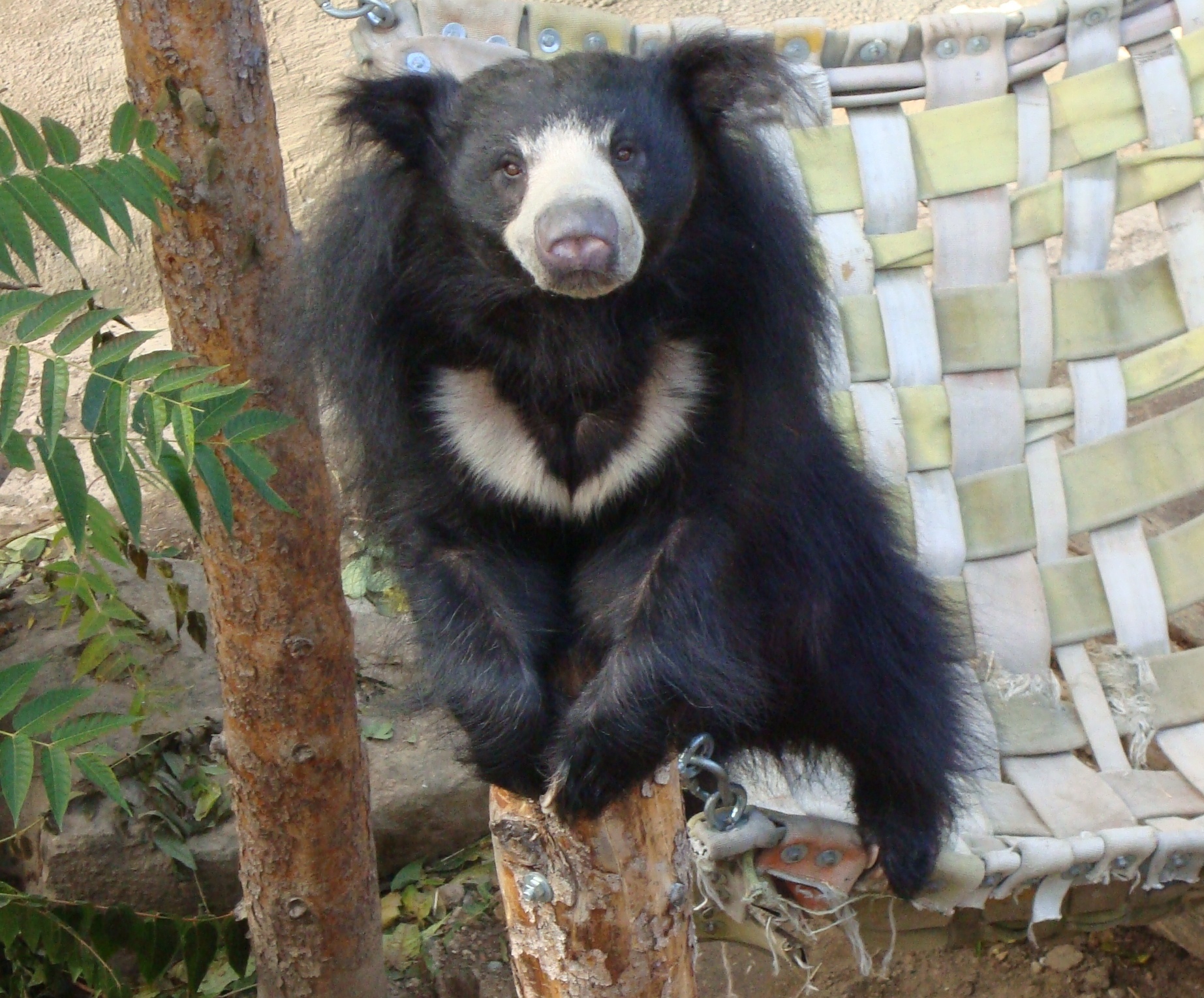 Awesome Sloth Bear Photo Picture HD Wallpaper Gallery