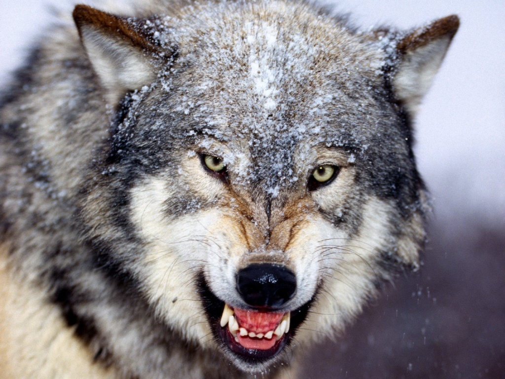 Wolf Animal Predator Pictures Photos HD Wallpapers Collection