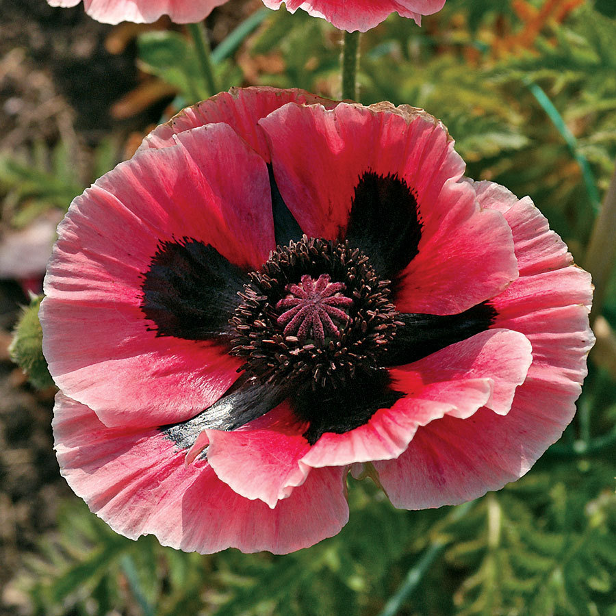 Beautiful Pink Oriental Poppy Flower Photo And Picture Sharing