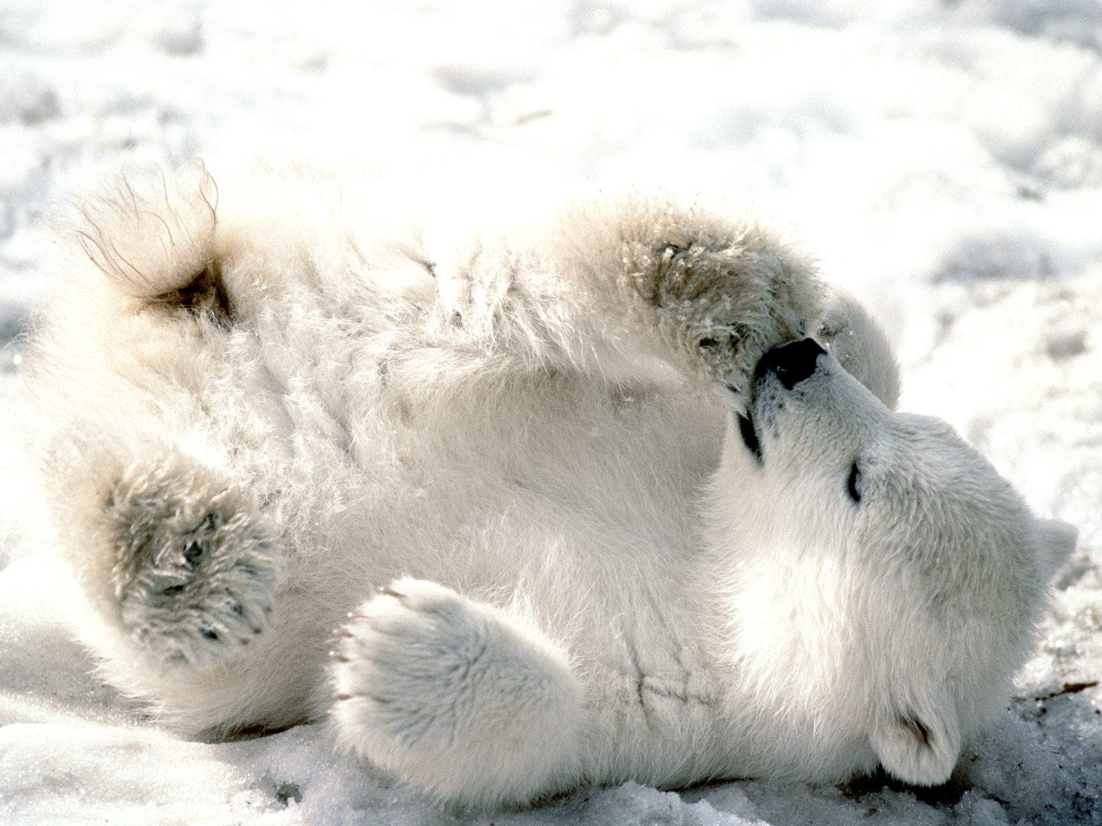 Cute Polar Bears Animal Predators Photo And Picture Sharing Free