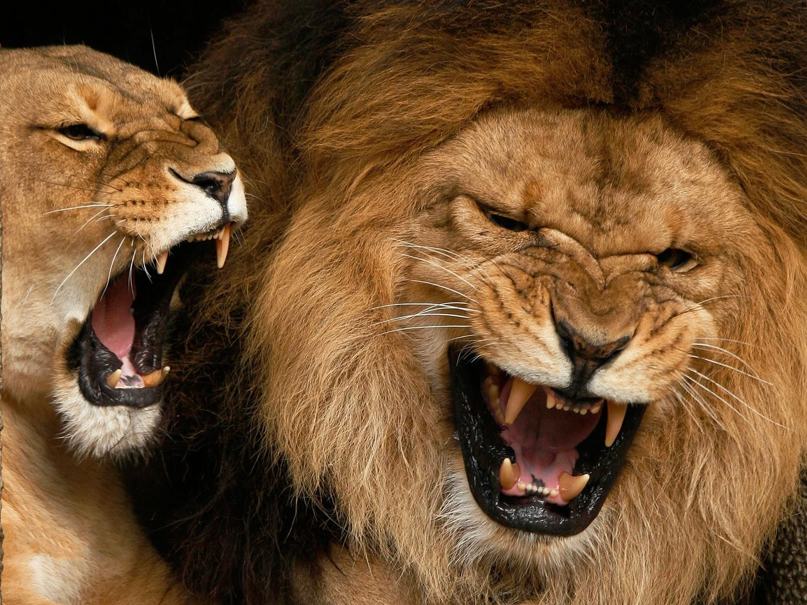 Animal Free Download Roaring Animal Lions Wallpapers Photos Pictures