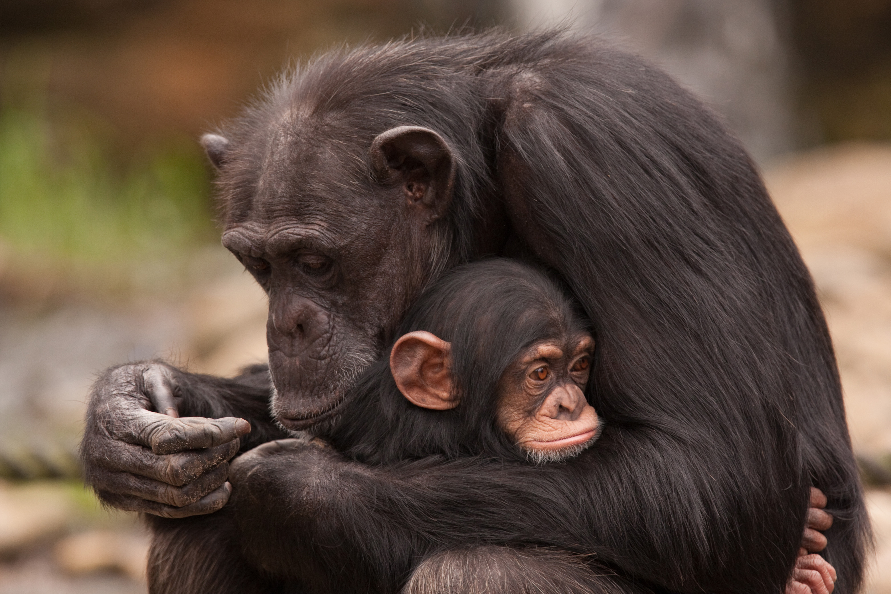 Chimpanzee mother with baby