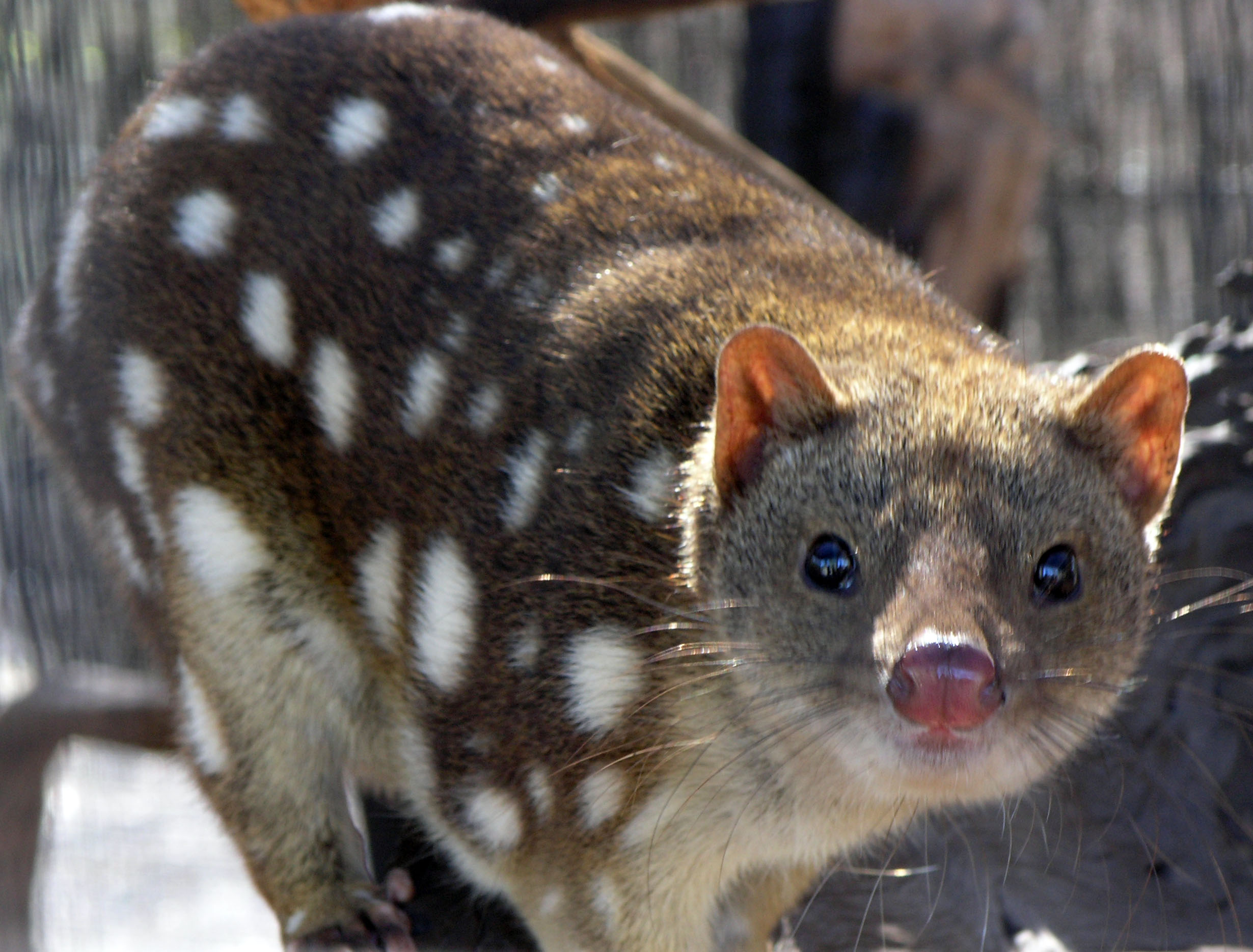 Spotted Quoll HD Wallpaper by Wallsev.com