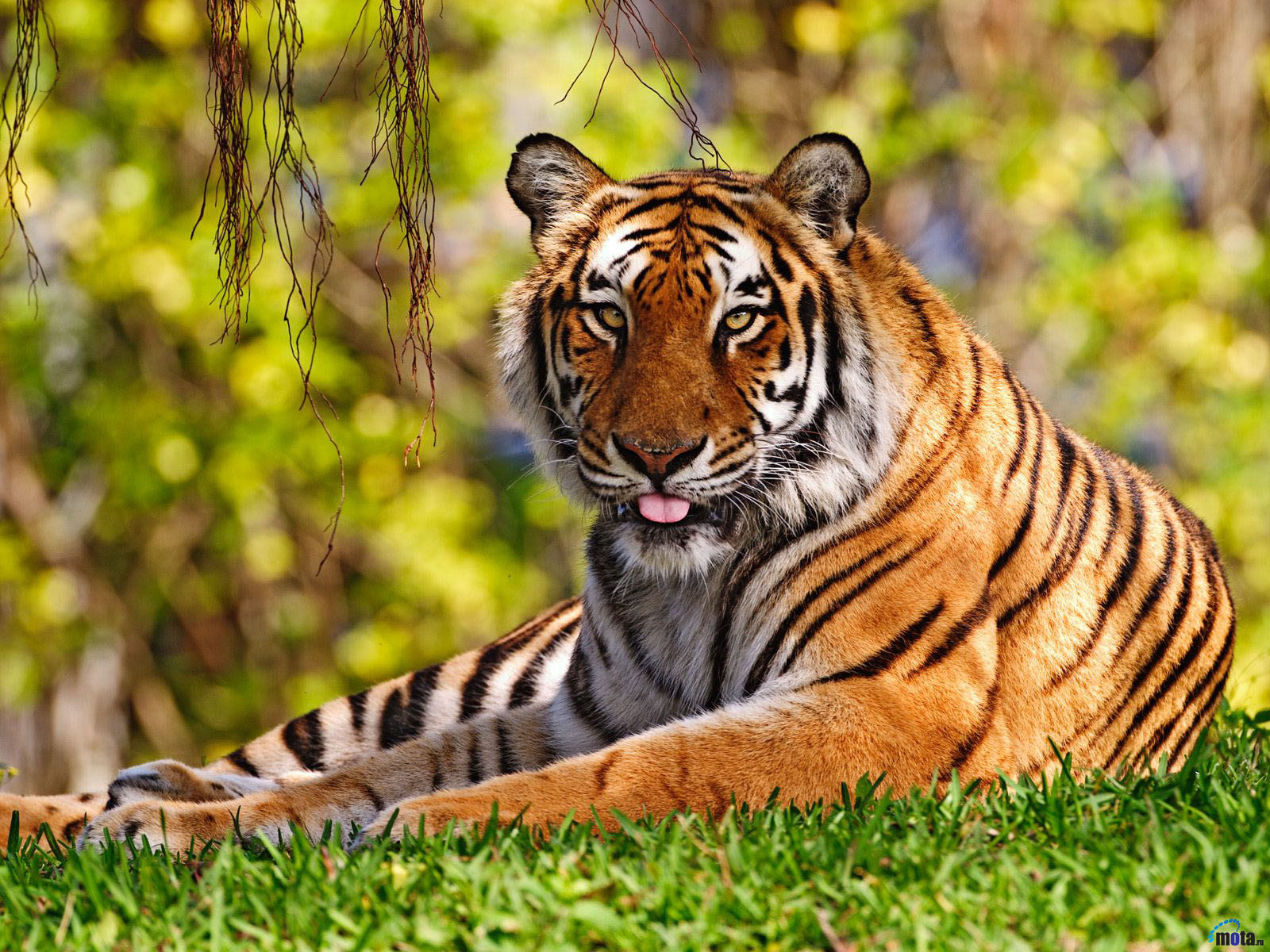 3D Tiger Animals Wallpapers HD Picture Image Free