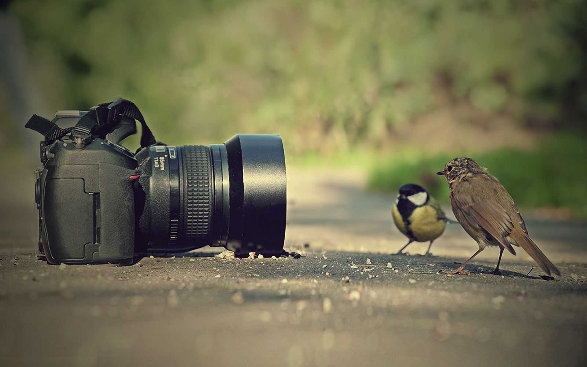 Camera and birds funny picture