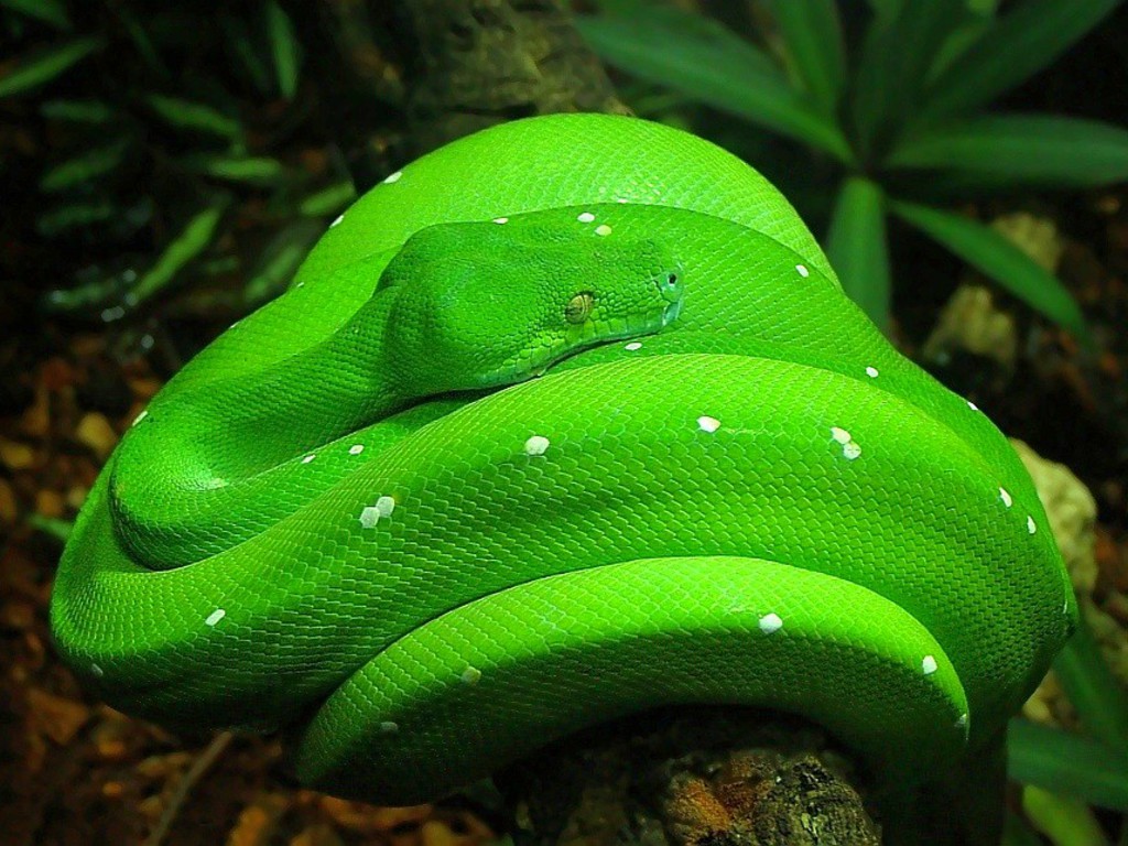 Download The Free Green Snake Wallpapera