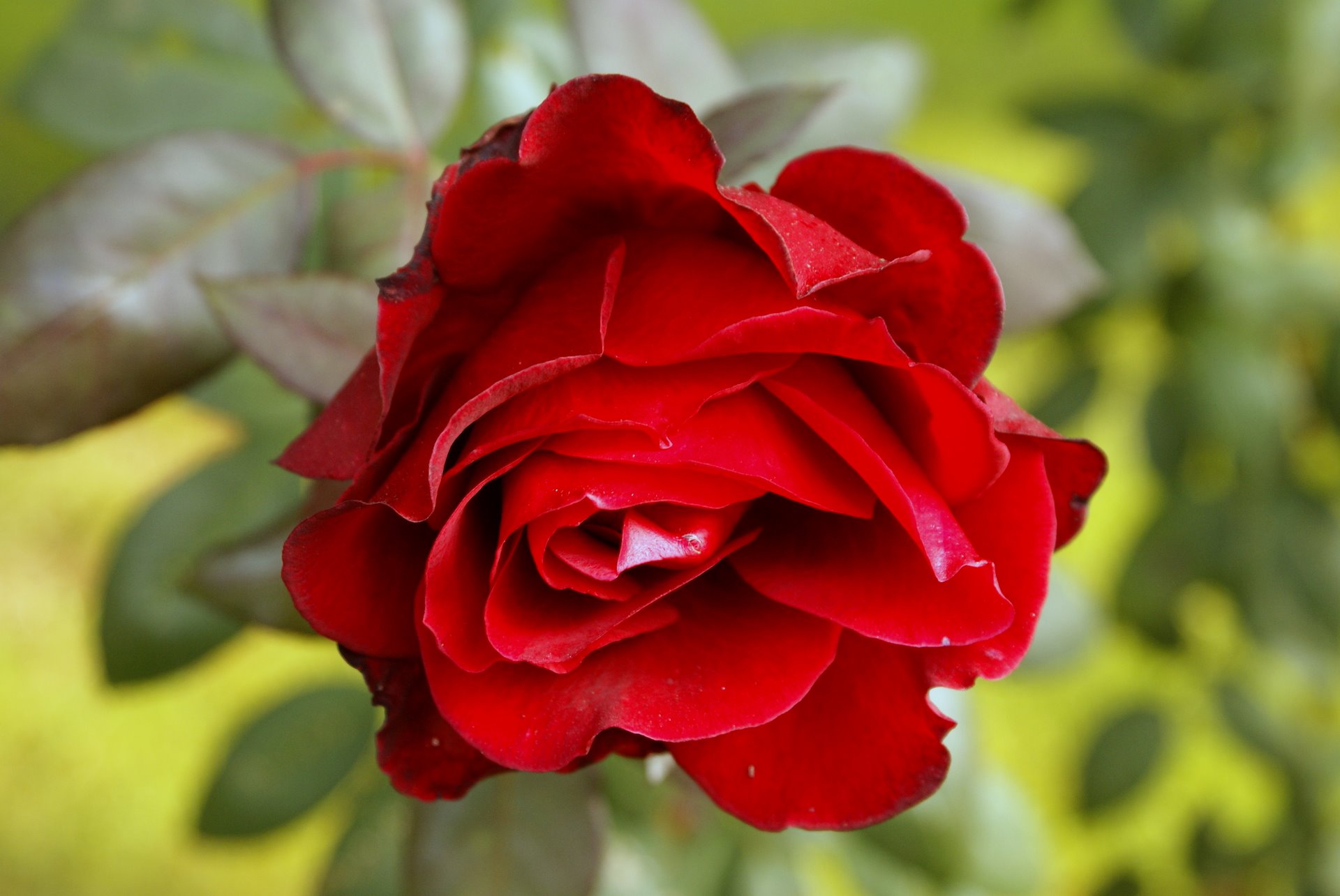 Beautiful Red Rose Wallpaper Cosmo Flowers