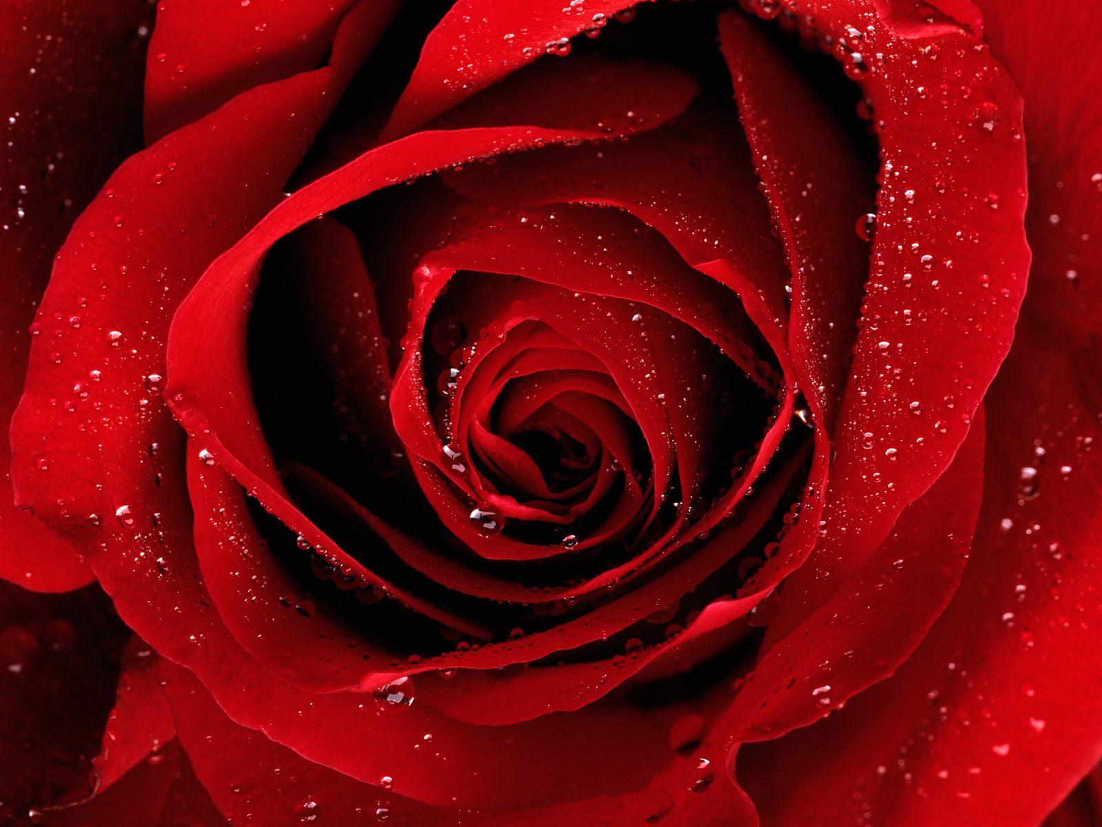 Rose Flower Image Picture Photo Gallery Free Download