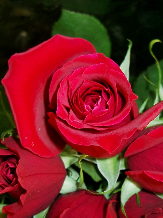 Rose Flowers Pictures Rose Desktop Wallpaper