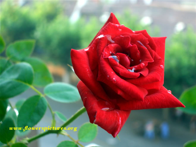 Red Rose Pictures Meaning Of Red Rose Flowers