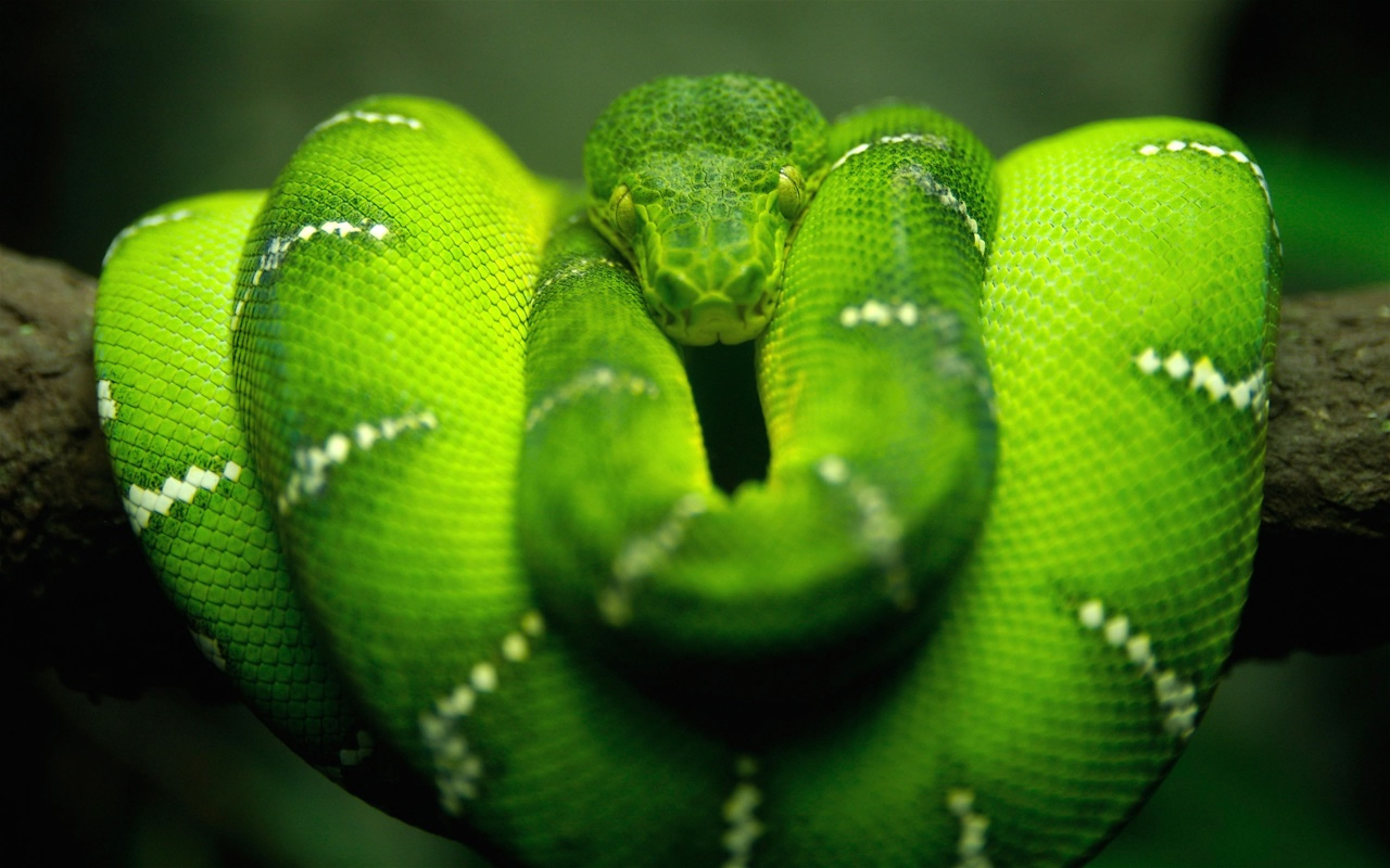 Snake Animal Wallpaper Photo Picture Gallery Free