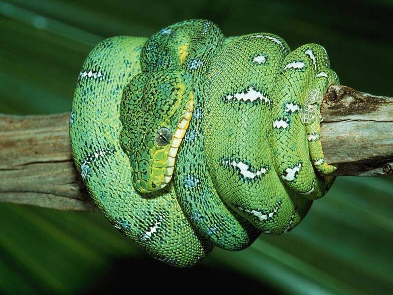 Amazing Snake Wallpapers Images And Animals Snake Pictures