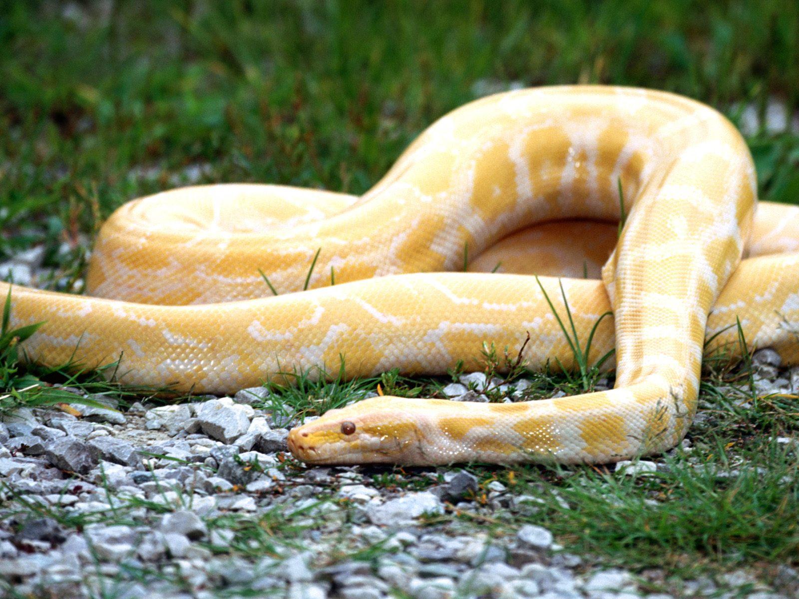 Yellow Snake In Nature Wallpaper For Your PC Computer