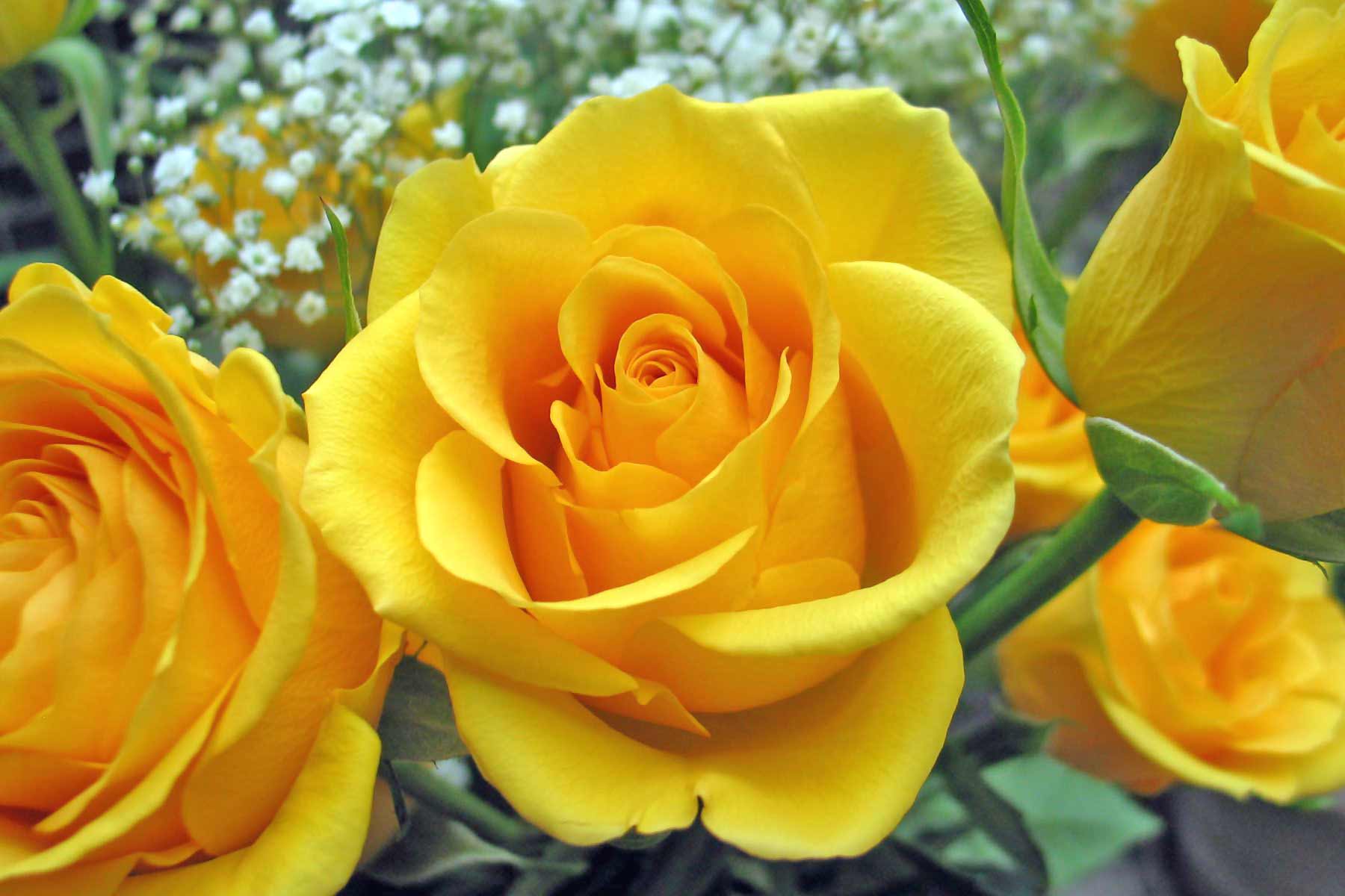 Yellow Flower Yellow Rose Photo Wallpaper Rose Flowers