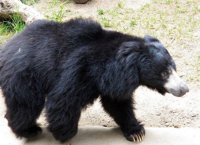 Animal Predator Sloth Bear Pictures Photos Gallery