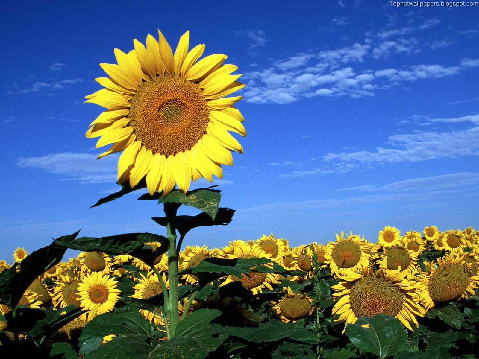 Big Sunflower In Sunflowers Field HD Wallpaper For Your Desktop