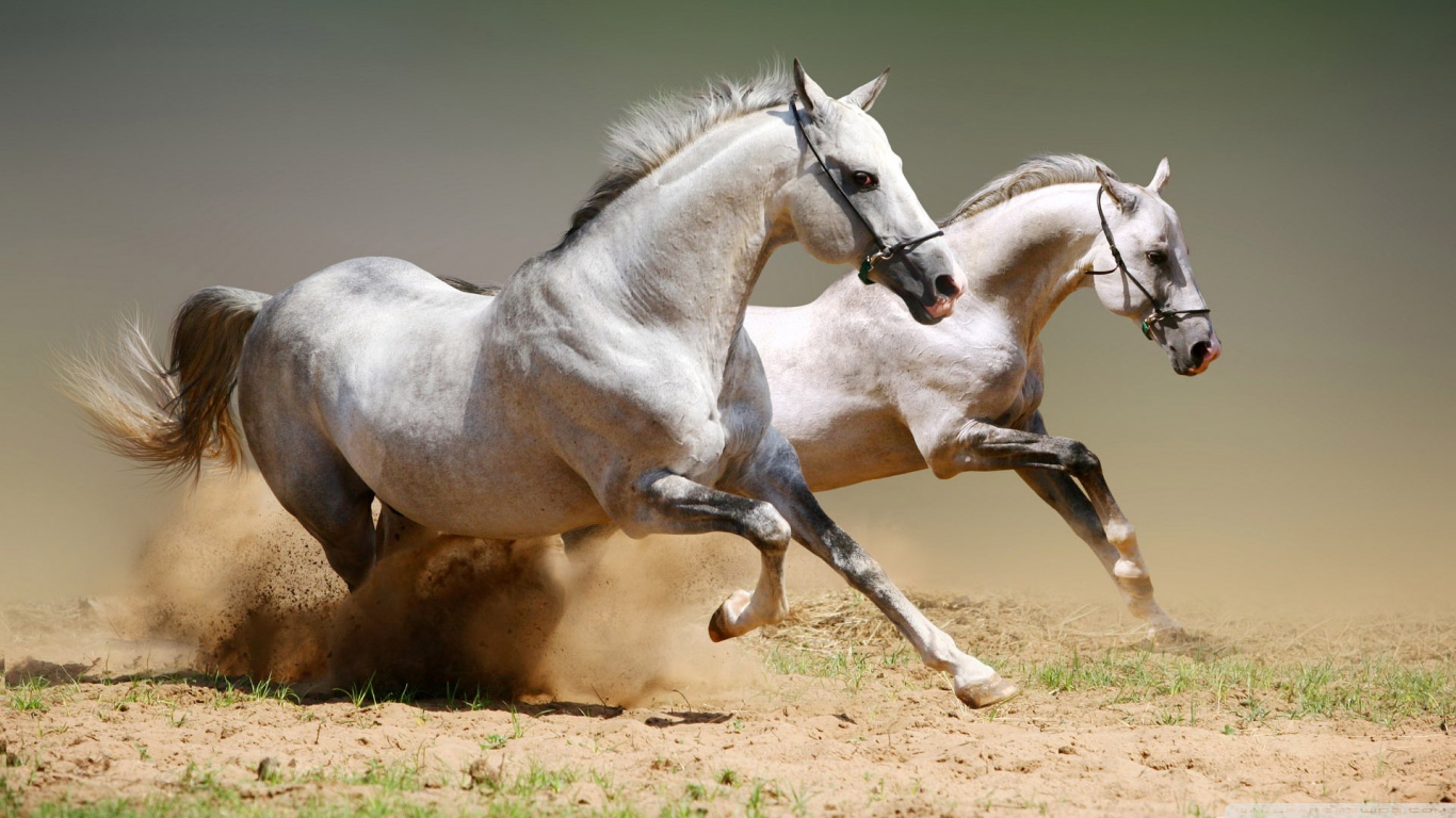 Awesome White Horse Run Animal Photo Picture Gallery
