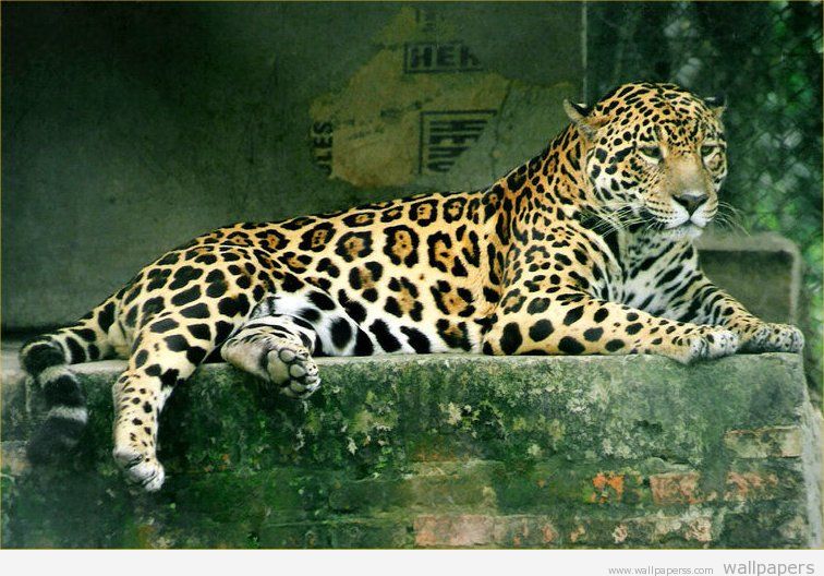 Jaguar Animal Picture HD Wallpaper Free Download