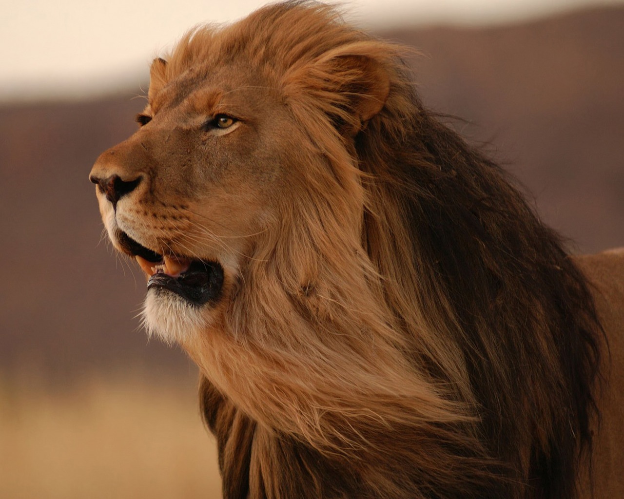 Lion Photos Animals King Of Jungle HD Wallpapers