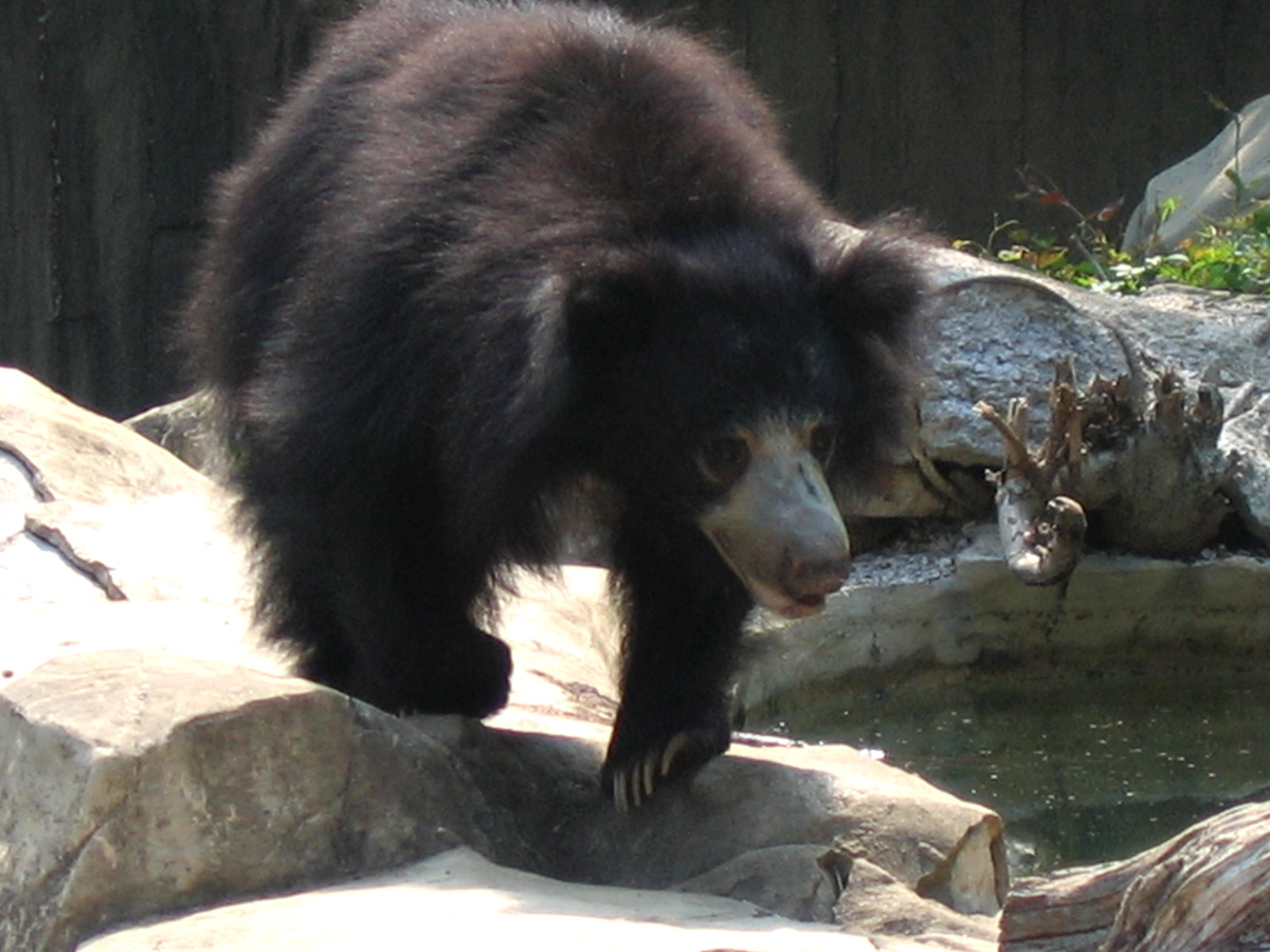Sloth Bear Animal Photos Pictures Free Download