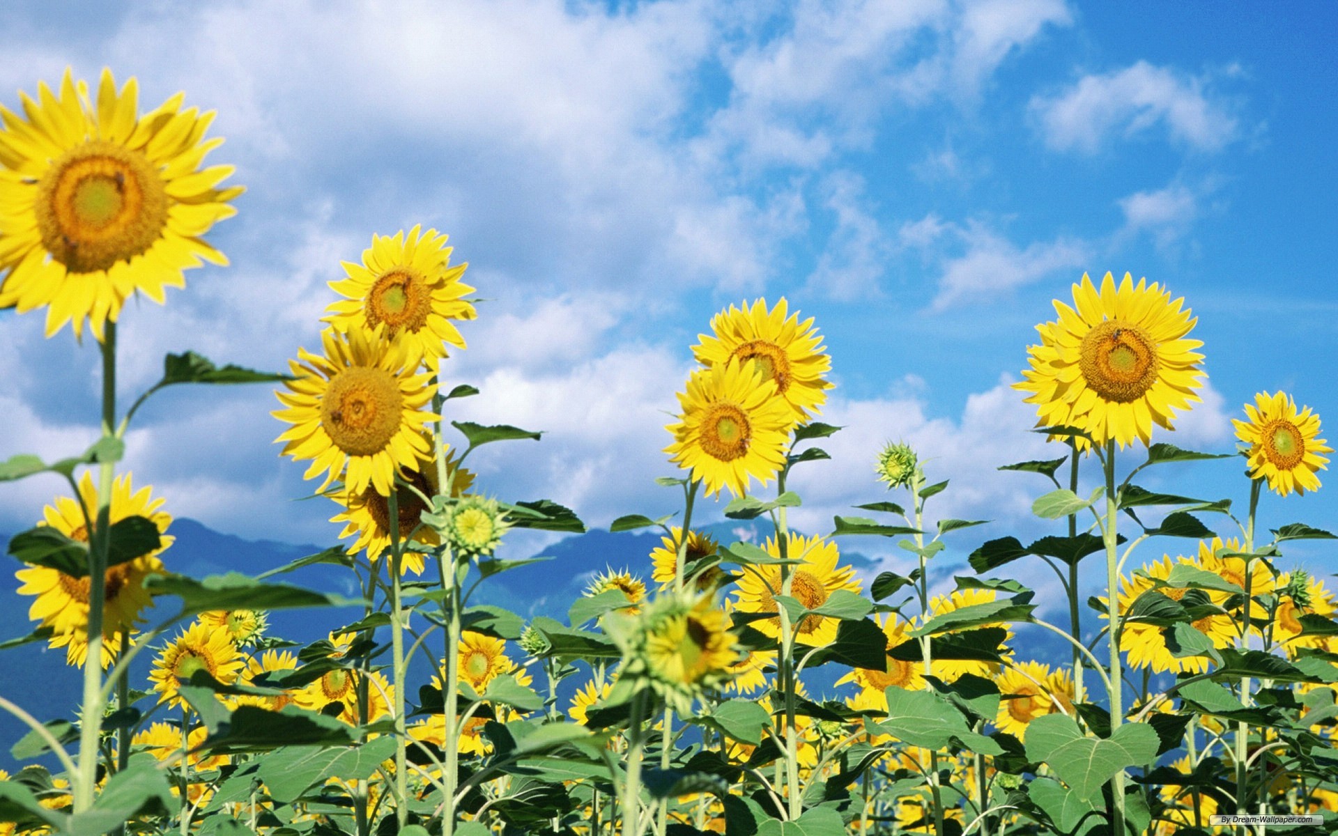 Sunflowers Garden Photo Picture Free Download For PC Desktop