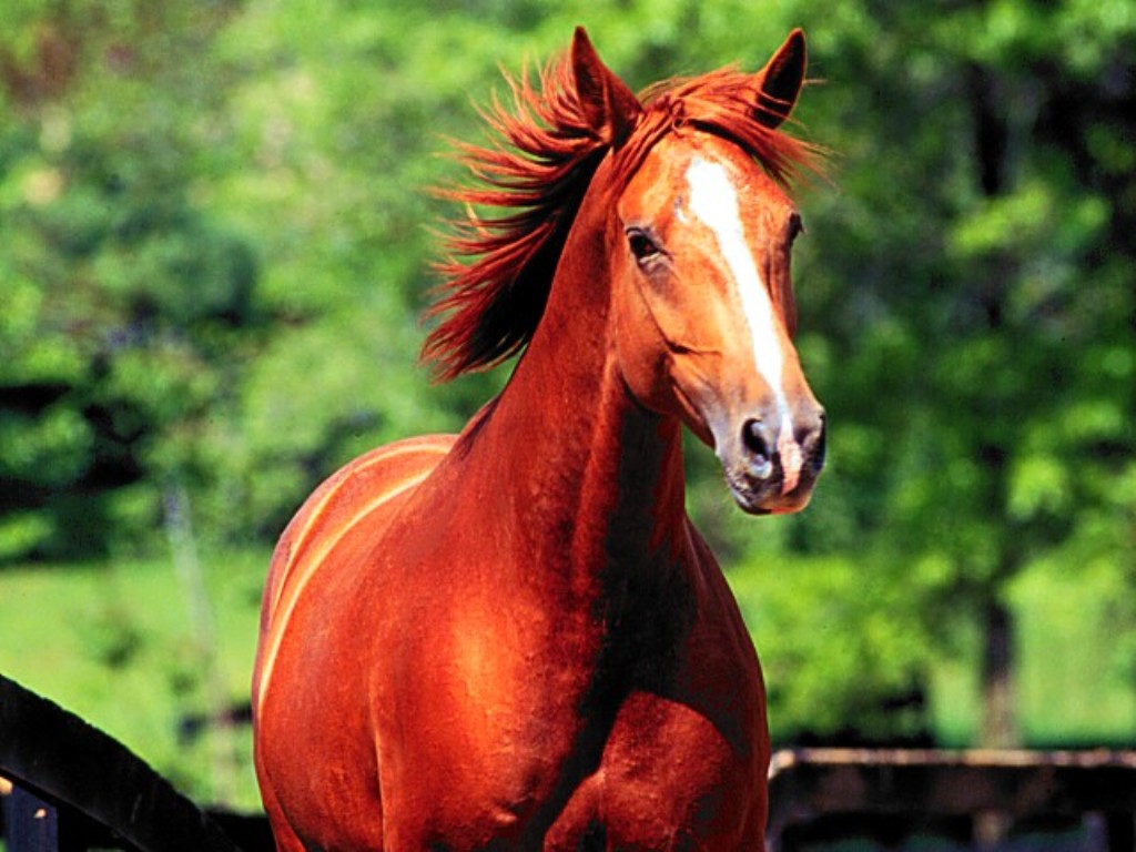 My Favorite Animal They Are Horses Picture Photo Image