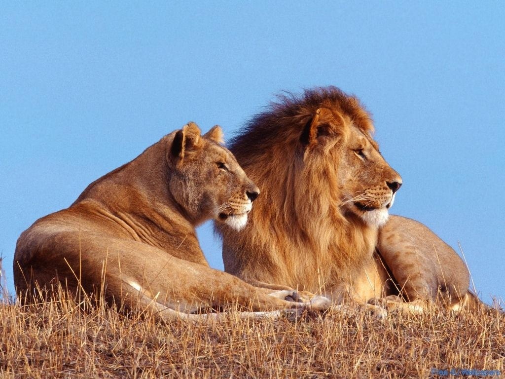 lion And Lioness Photo Picture HD Wallpaper For Desktop