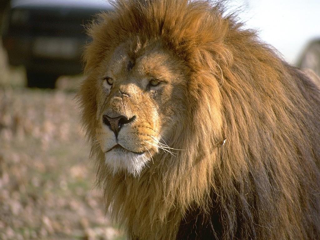 Animal Lion Pictures HD Wallpapers Images Photos