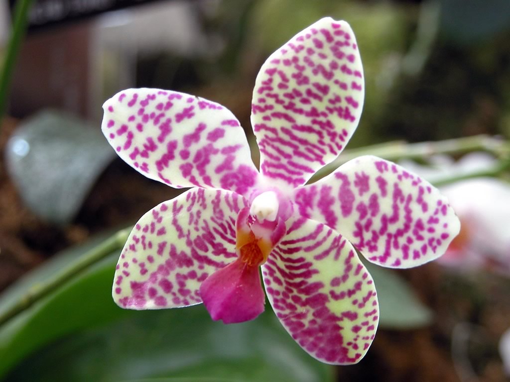 Awesome Orchid Flower Picture HD Wallpaper For Your Desktop