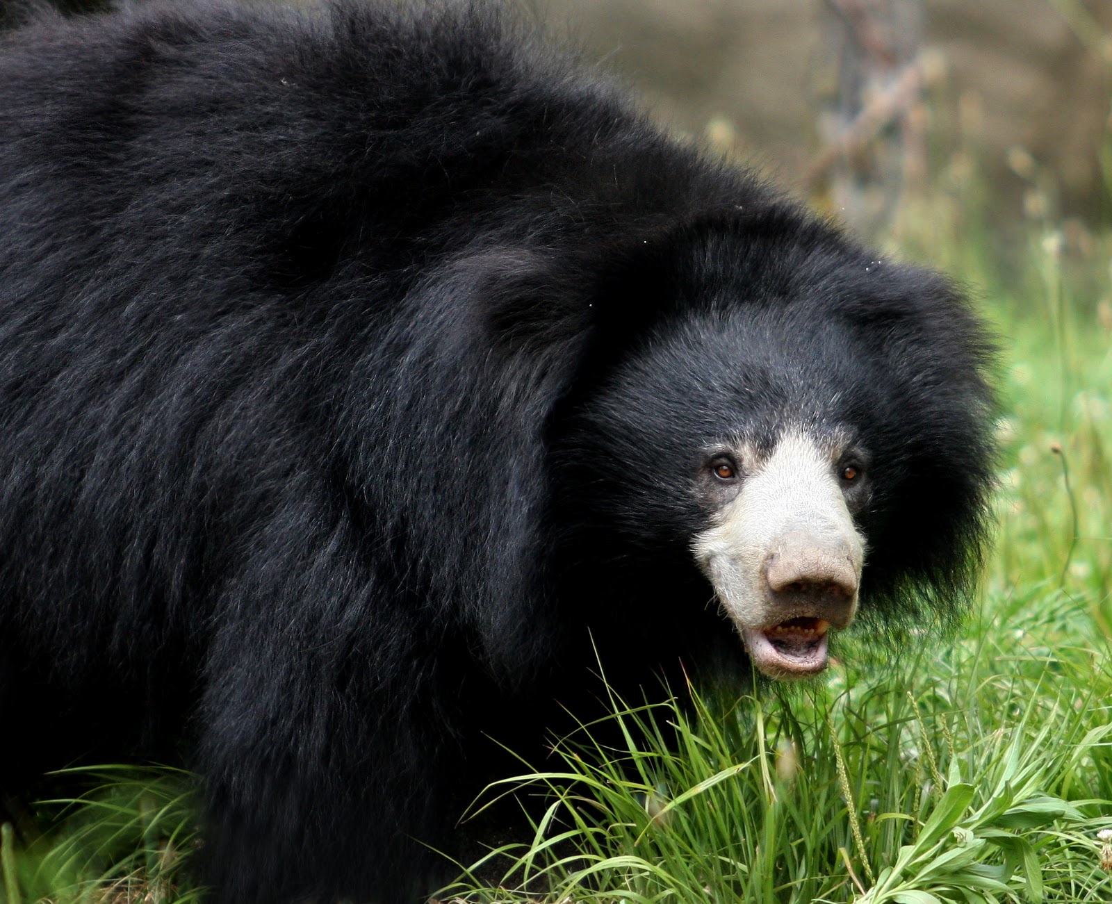 Sloth Bears Are Distinguished From Asian Black Bears