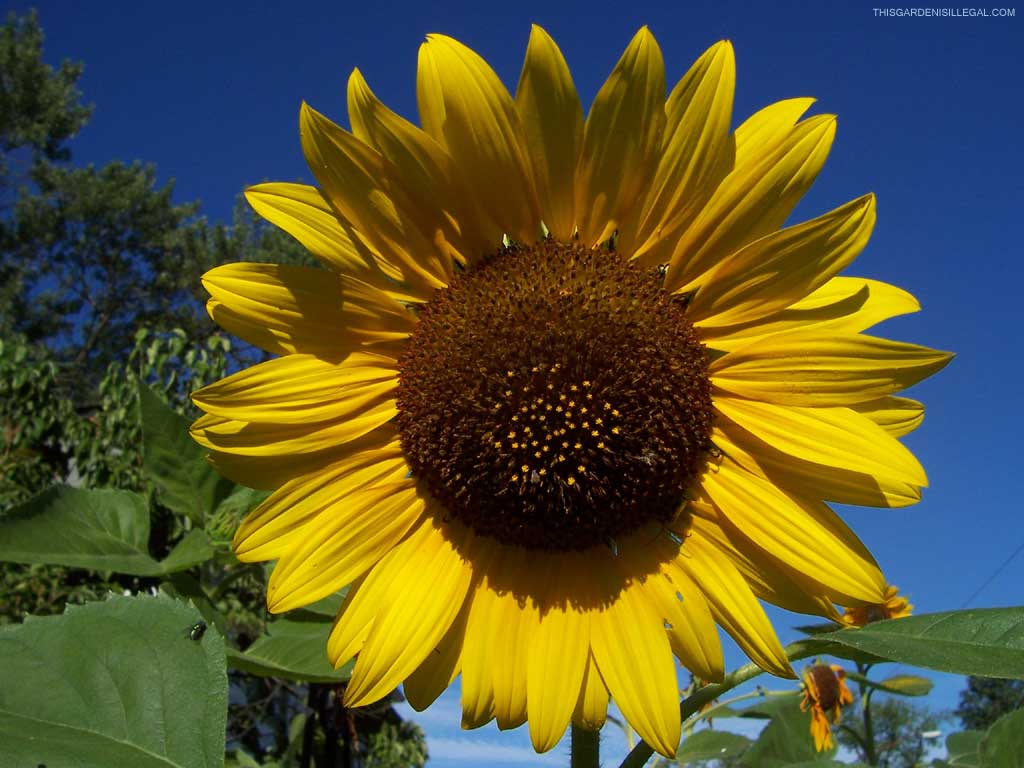 Awesome Big Sunflower Photo Picture Free Download