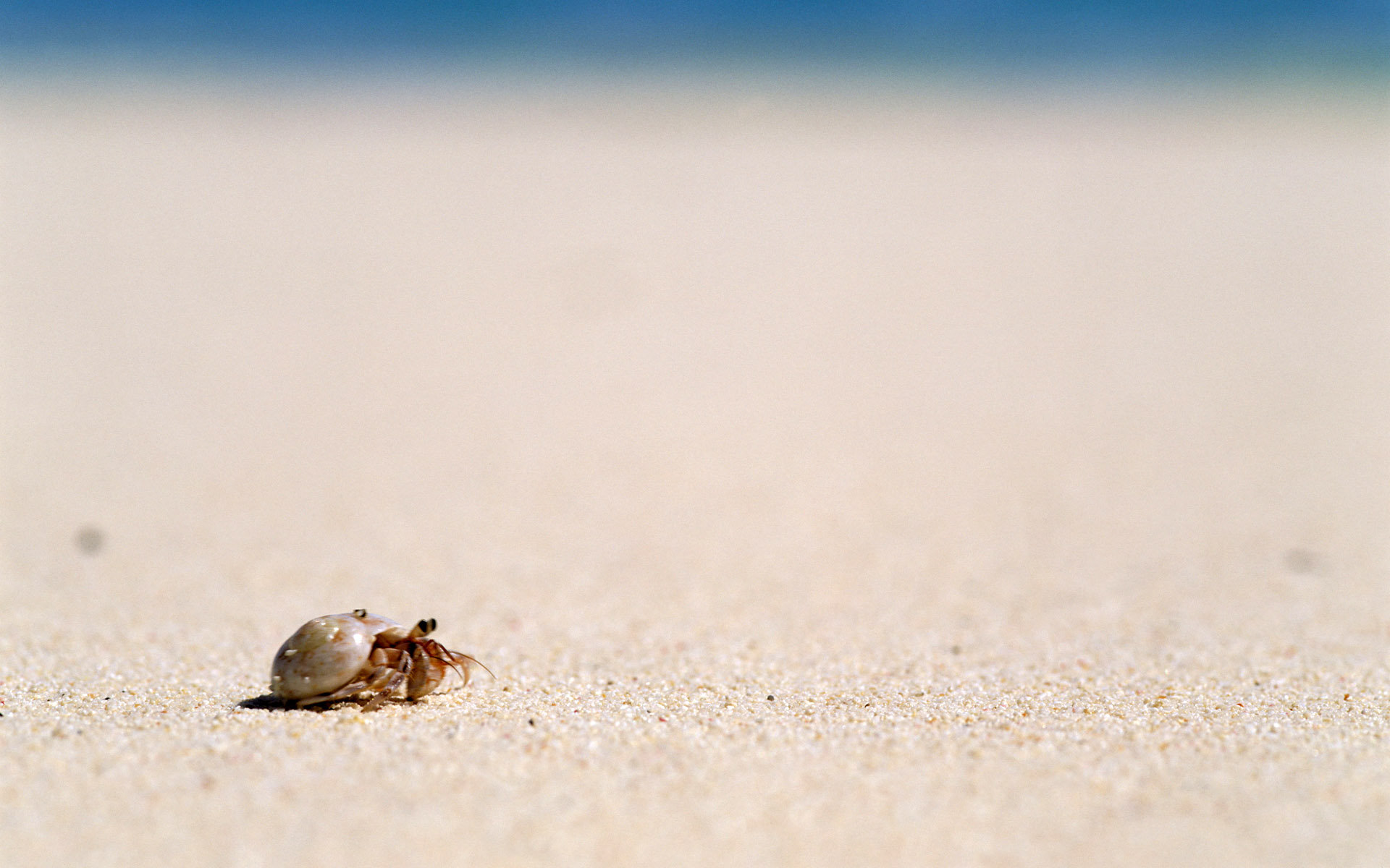 Shells On The Beach Travel Photography Picture HD Wallpaper