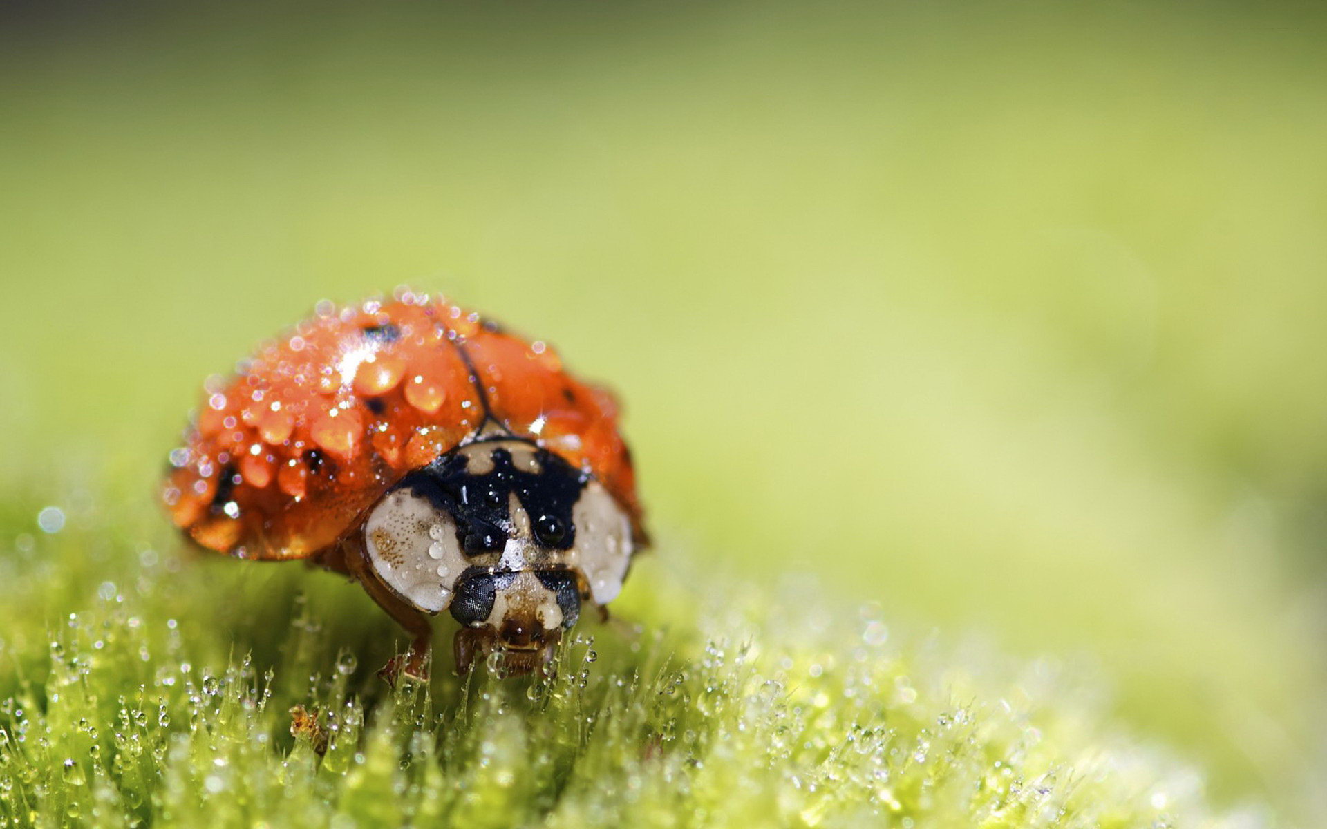 Awesome Ladybugs Macro Photography Wallpaper HD Picture Desktop
