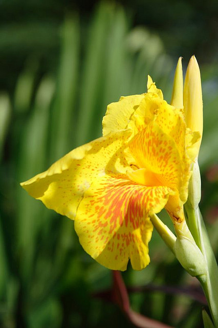 Canna Lily Flowers Photos Pictures Images HD Wallpapers Gallery