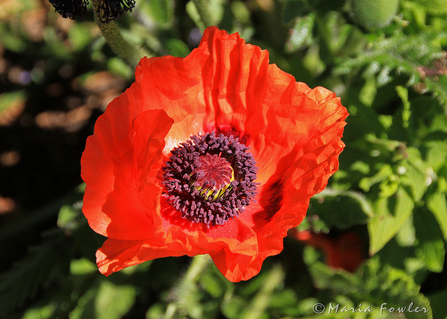 Orange Oriental Poppy Flower Photo Picture HD Wallpaper Free Download