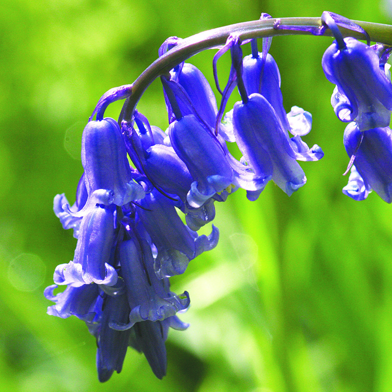 Awesome Bluebell Flowers Photo And Picture Sharing