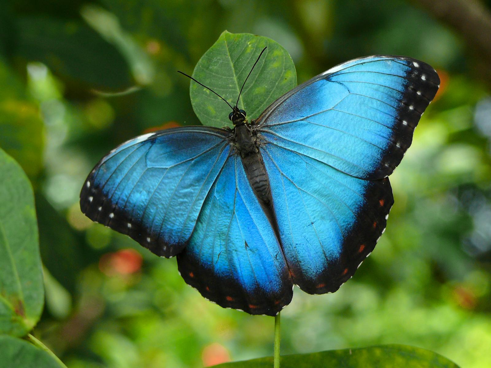 Free Download Blue Butterfly Animal Wallpaper HD Widescreen For PC Computer