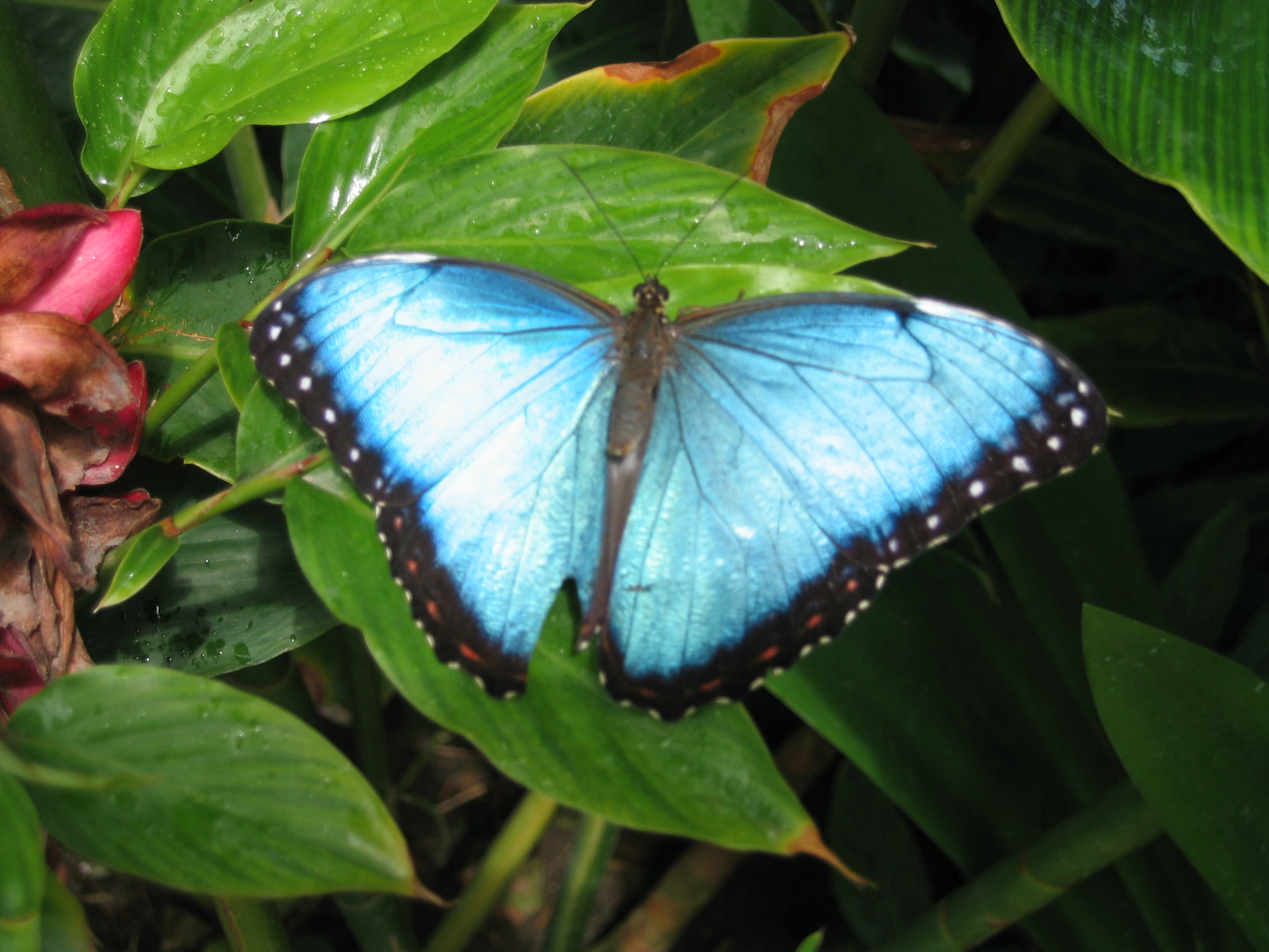 The Most Beautiful Insect Butterfly Blue Black Animal Photo And Picture