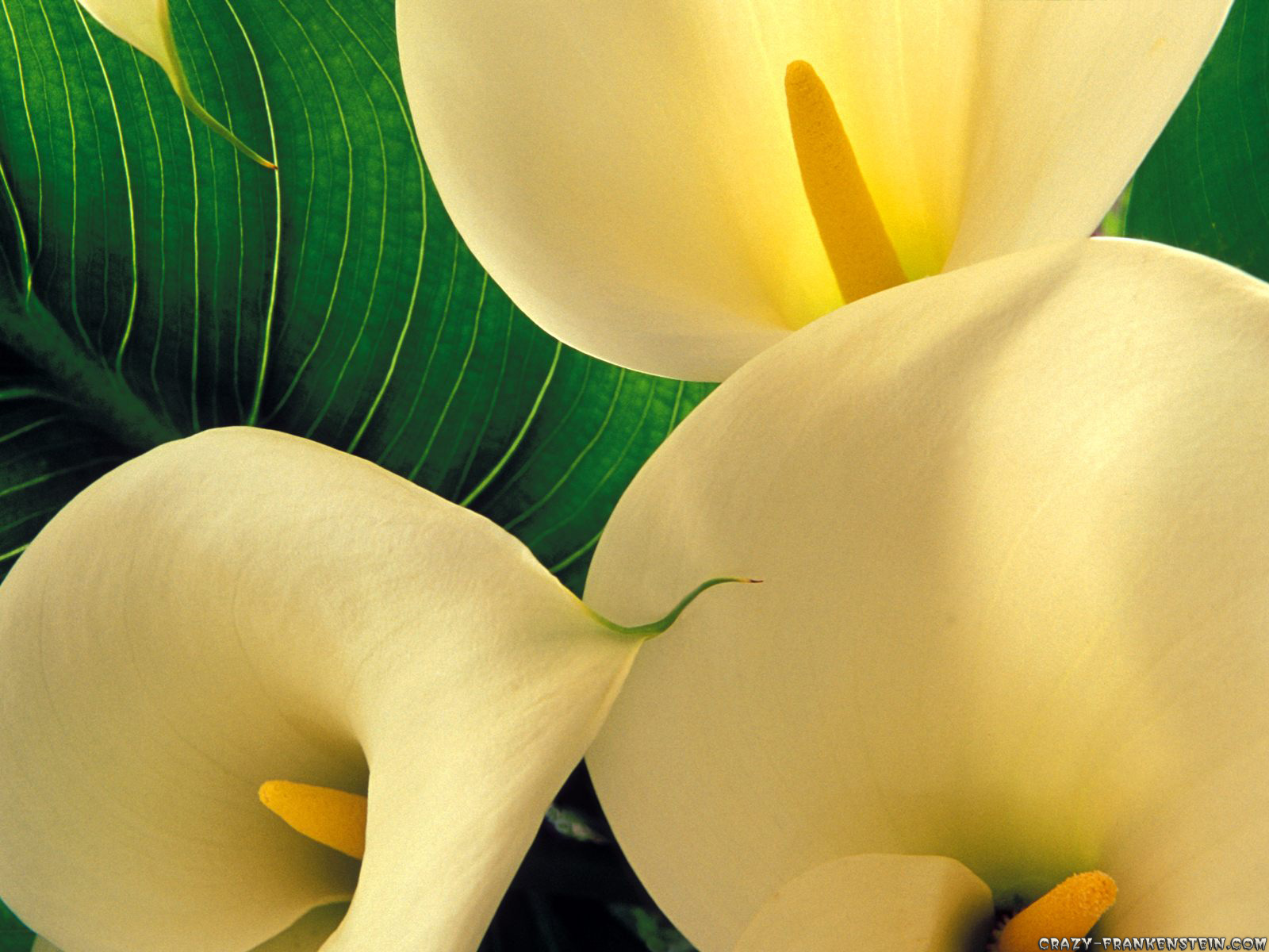 Calla Lily Flowers Wallpaper HD Widescreen For Your PC Computer