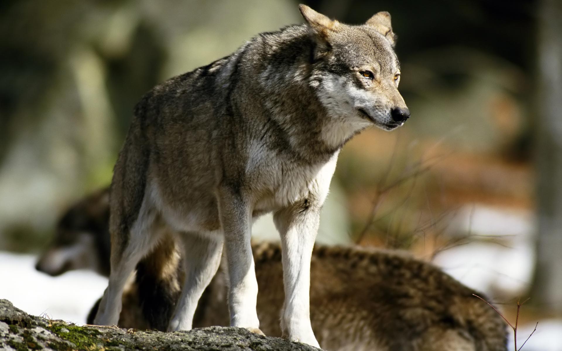 All Animal Predators Wolf Photo Picture HD Wallpaper For PC Desktop