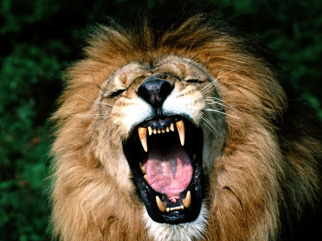 Lion Scream Photo Picture The Animal Kingdom HD Wallpaper Widescreen
