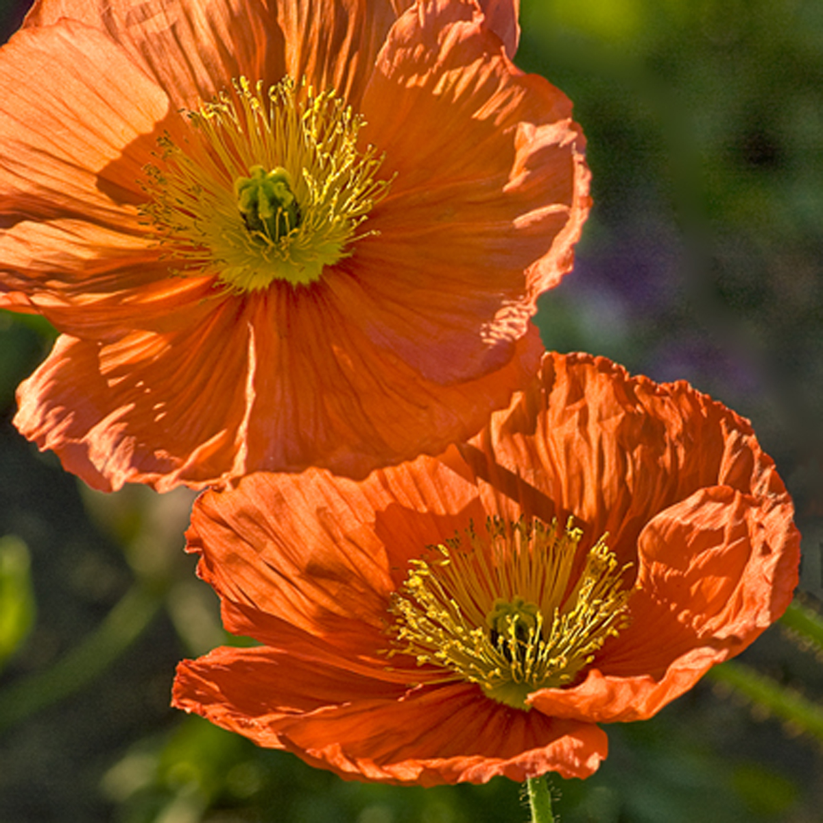 Beautiful Oriental Poppy Flowers View Photo Picture Collection