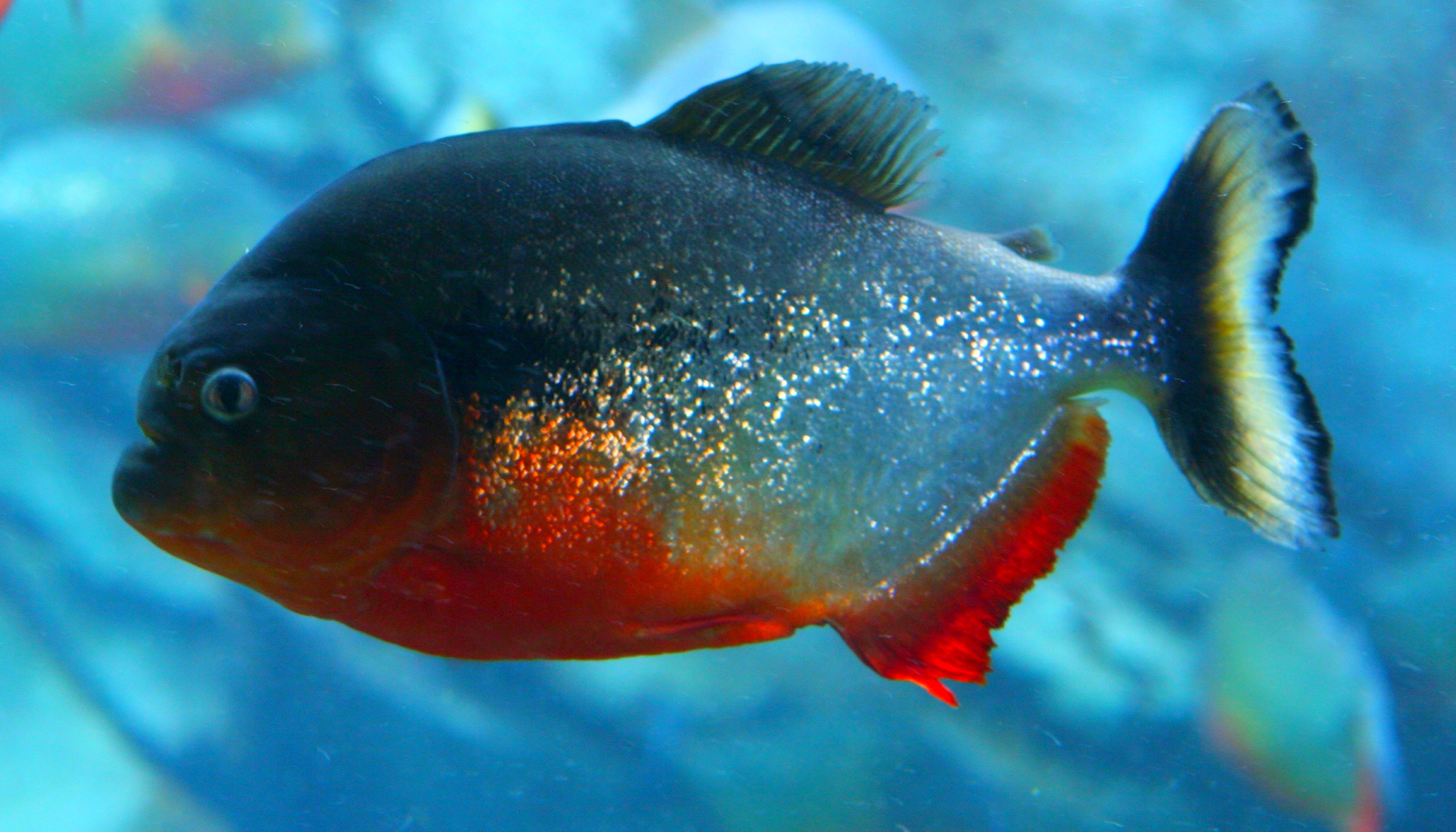 Piranha Fish Animal Predator HD Wallpaper Photo Picture Free Download