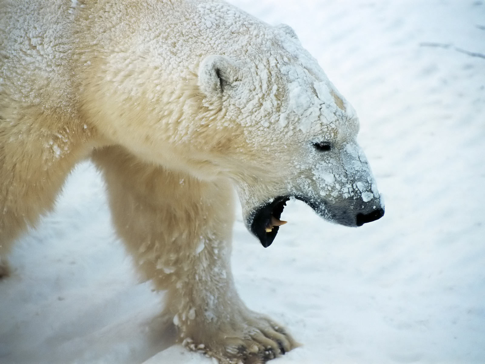 Best Photo Picture HD Wallpaper Polar Bears Animal Free Download