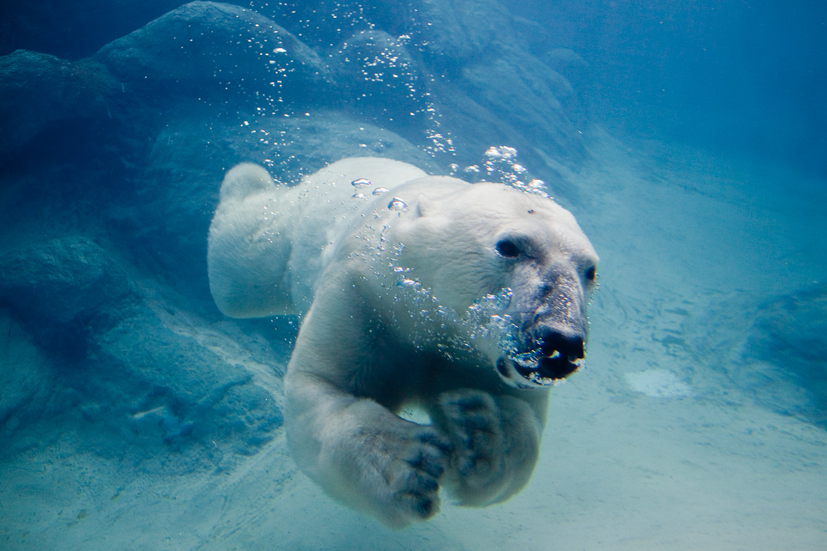 Awesome Cool Polar Bear Swimming Animal Photo Picture Image