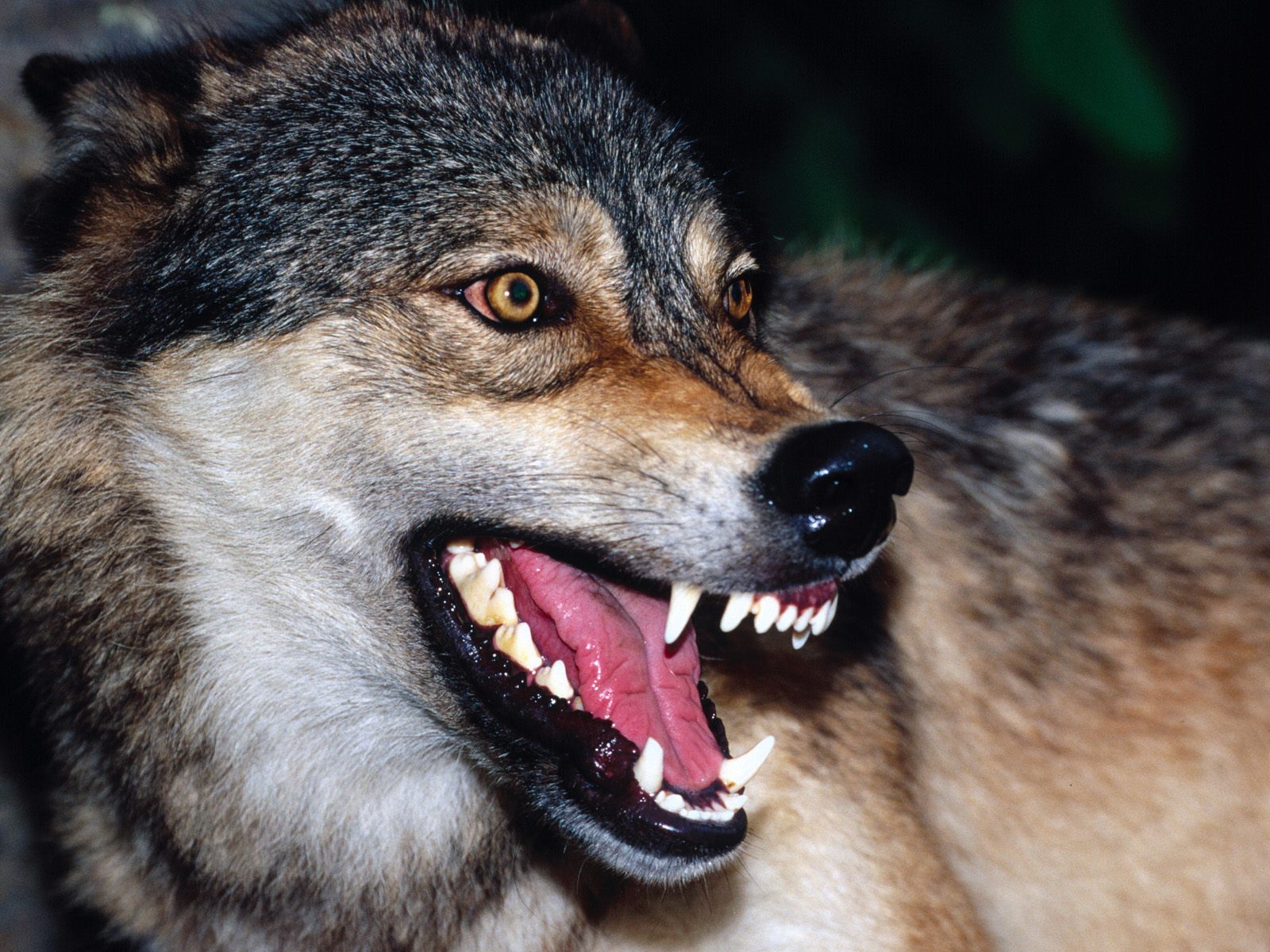 Snarling Wolf Animal Photo Picture Image HD Wallpaper Free Download